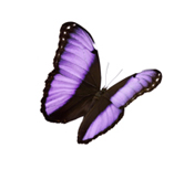 vlinder1